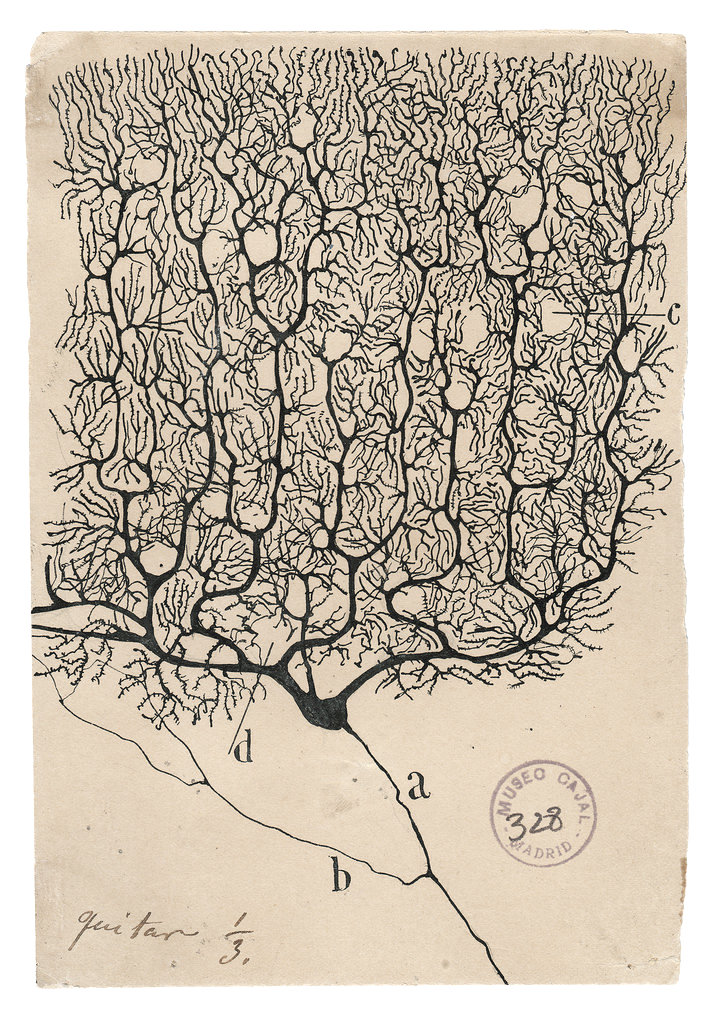Santiago Ramón y Cajal's drawing of a Purkinje neuron from the human cerebellum, c. 1900.