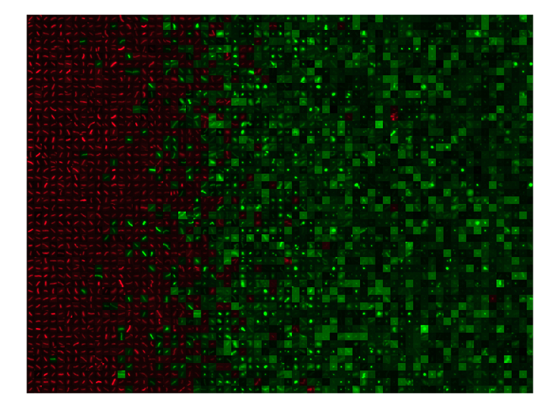Diagnostic view with scored and sorted detection regions for interpretation