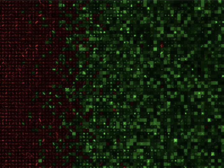 Same field with AI-detected cells shown as colored bounding boxes